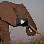1. african heat - 2:53