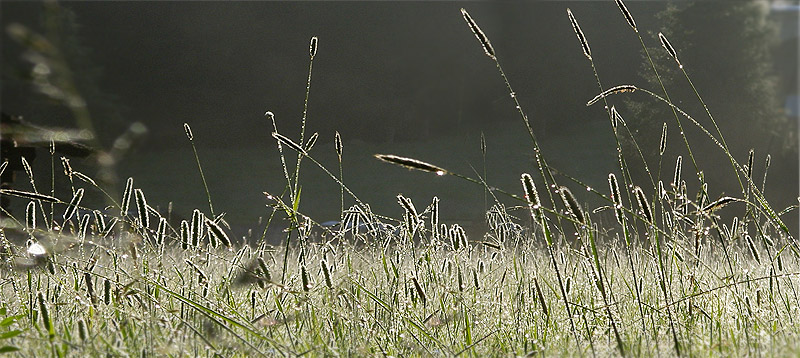 Feld Feld